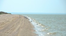 Глафировская коса и её обитатели в начале сентября
