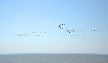 Глафировская коса и её обитатели в начале сентября