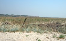 Глафировская коса и её обитатели в начале сентября