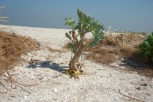 Глафировская коса и её обитатели в начале сентября