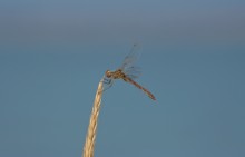 Глафировская коса и её обитатели в начале сентября