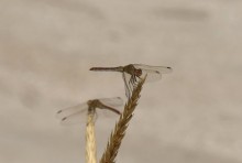 Глафировская коса и её обитатели в начале сентября