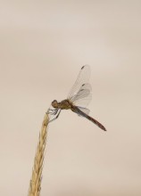 Глафировская коса и её обитатели в начале сентября