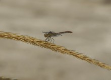 Глафировская коса и её обитатели в начале сентября