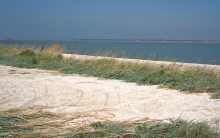 Глафировская коса и её обитатели в начале сентября