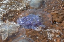 Рушащийся берег у Камышевахской