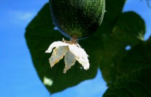 Природа нижнего Дона в октябре