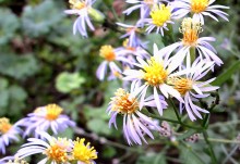 Природа нижнего Дона в октябре