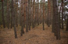 В лесах и степях между Вёшенской и Казанской, на берегу Песковатки и на Солонцовском роднике