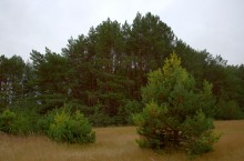 В лесах и степях между Вёшенской и Казанской, на берегу Песковатки и на Солонцовском роднике