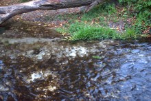 В лесах и степях между Вёшенской и Казанской, на берегу Песковатки и на Солонцовском роднике