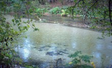 В лесах и степях между Вёшенской и Казанской, на берегу Песковатки и на Солонцовском роднике