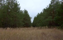 В лесах и степях между Вёшенской и Казанской, на берегу Песковатки и на Солонцовском роднике