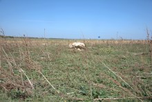 Ветряные мельницы станицы Камышеватской и ветряные мельницы Меотиды