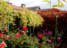 Виноград и георгины