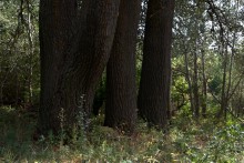 Старинная усадьба с фонтаном, помещиков Грековых