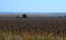 Спелые подсолнухи, Пирамидальная и Две сестры у горизонта