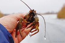 Донские раки