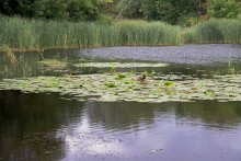Лесная долина в окружении холмов на реке Быстрой