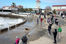 Пёс охотник за волнами