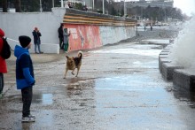 Пёс охотник за волнами