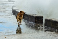 Пёс охотник за волнами
