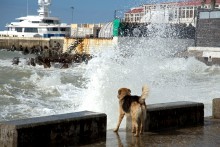 Пёс охотник за волнами