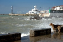 Пёс охотник за волнами