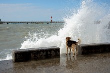 Пёс охотник за волнами