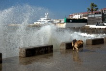 Пёс охотник за волнами