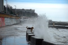Пёс охотник за волнами