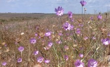 Каменные горы на Кундрючьей