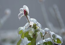 Ледяная ящерица