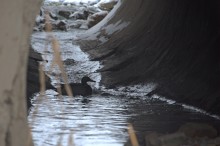 Родники Аксая