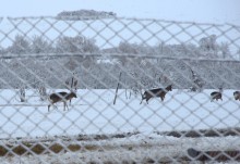 Снегопад и ледяной дождь в Донлесхозе и окрестностях