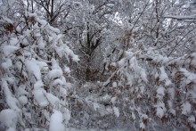 Снегопад и ледяной дождь в Донлесхозе и окрестностях