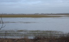 Прилёт лебедей на нижний Дон