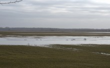 Прилёт лебедей на нижний Дон