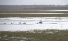 Прилёт лебедей на нижний Дон