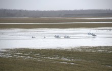 Прилёт лебедей на нижний Дон