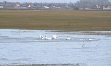 Прилёт лебедей на нижний Дон