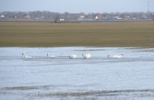 Прилёт лебедей на нижний Дон