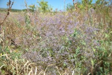 Хазарское городище на Керчике