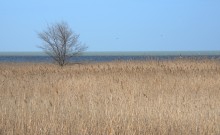 Сине-зелёная вода Ейского лимана