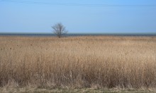 Сине-зелёная вода Ейского лимана