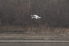 Прилёт лебедей