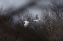 Прилёт лебедей