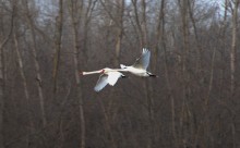 Прилёт лебедей