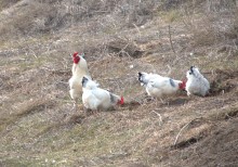 Хутор Михайловский на Северском Донце и стояка людей каменного века 