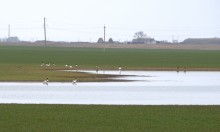 Весна и перелётные птицы на Маныче